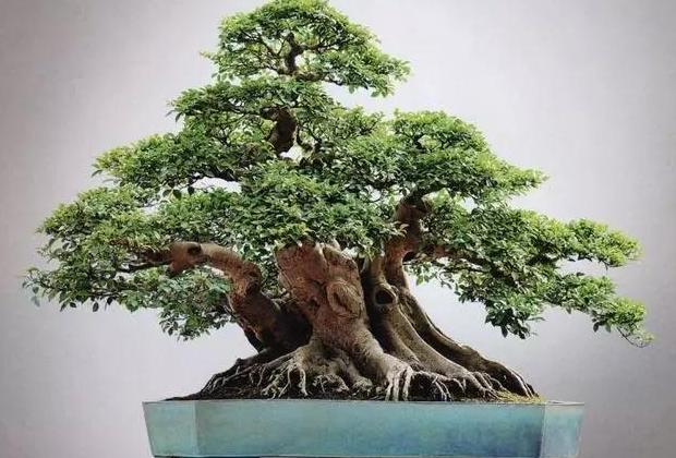 金雀：揭秘盆景四大家之首的奥秘