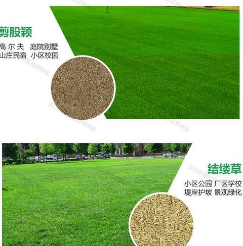 四季常青草坪种子品种推荐