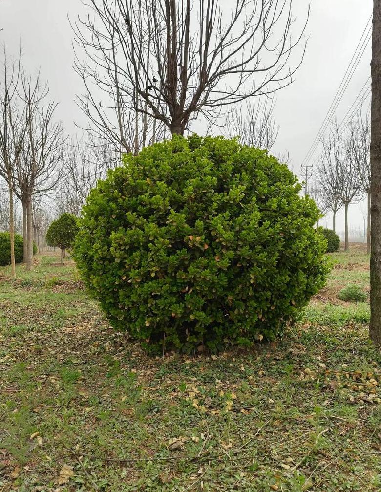 重庆花卉种植基地大盘点：LifegVillage引领西部花海