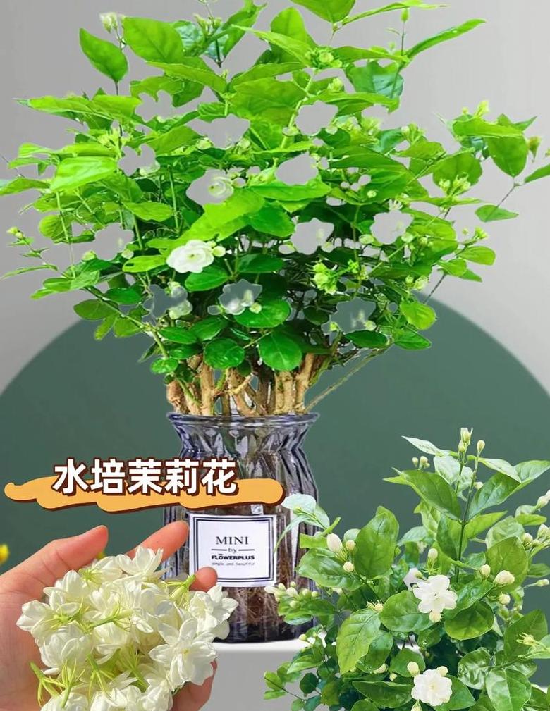 水培茉莉花教程：轻松养出健康茉莉
