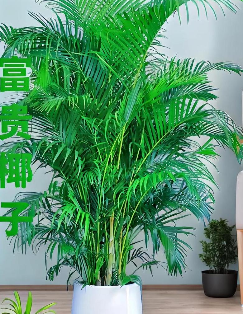 室内大型盆栽植物种类盘点
