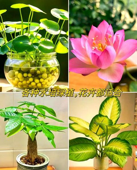 鱼缸水草营养液安全使用指南