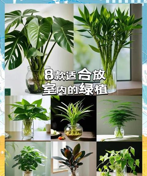 适合水培的植物种类盘点