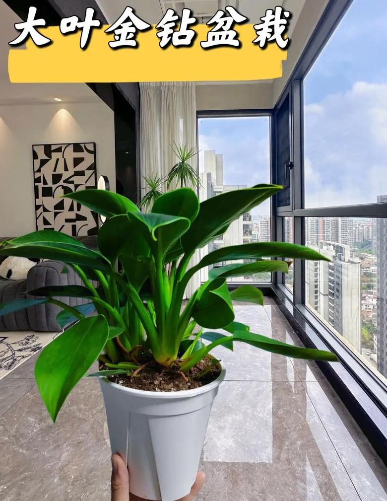 办公室与客厅大型盆栽植物推荐指南