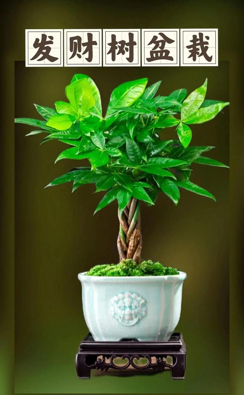 家居招财绿植盘点：哪些大型植物可带来好运