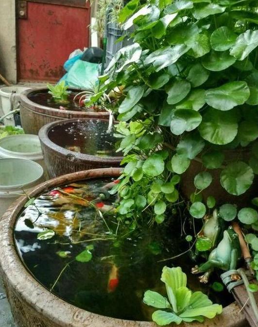 花盆保养攻略：保持水分与风水小窍门