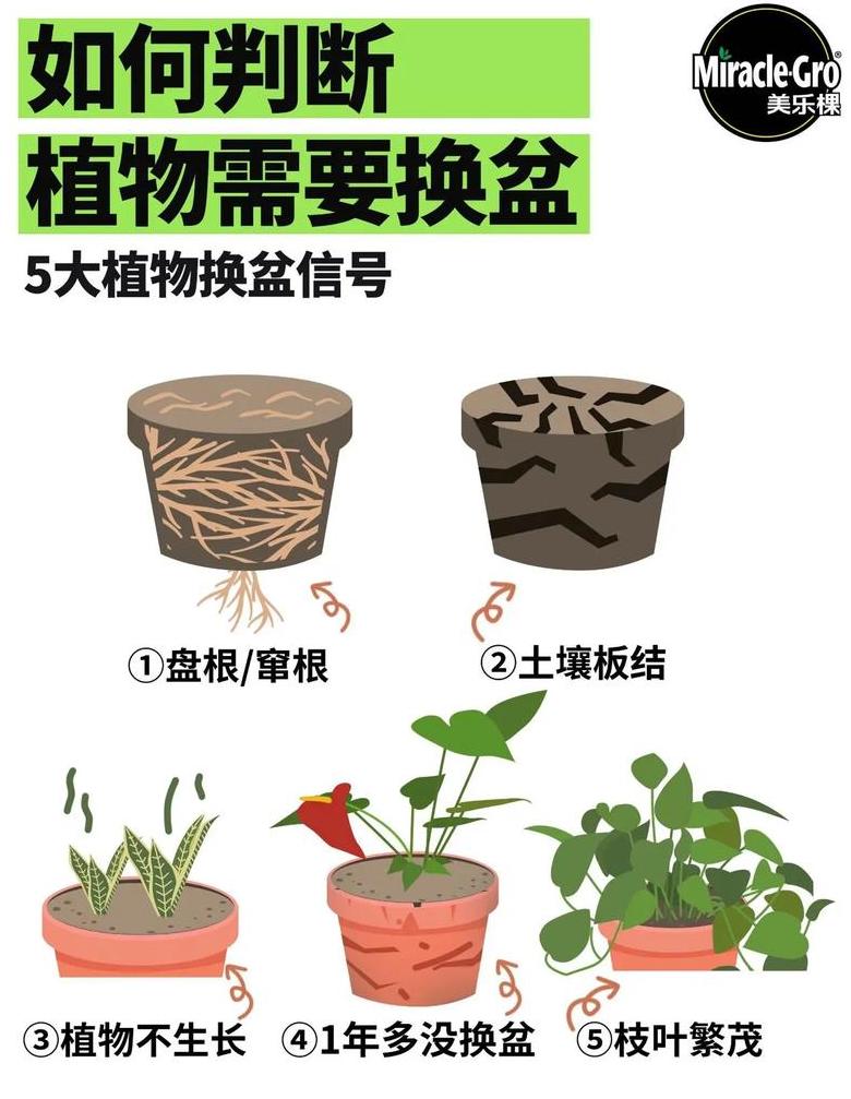 盆栽换土后浇水时机指南