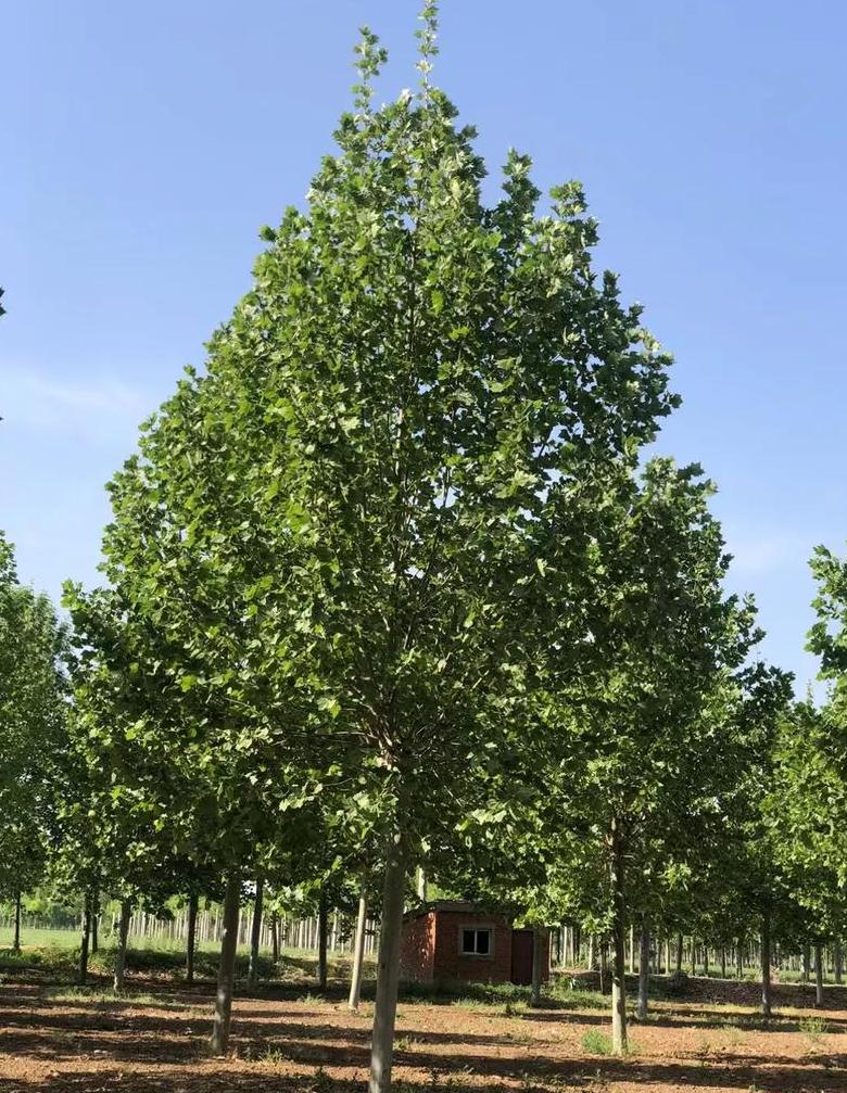 法桐基地：高品质幼苗种植与养护指南
