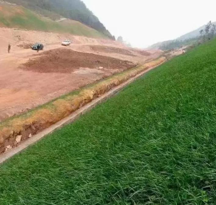 混播优势：冷暖季型草坪的四季常绿种植技巧