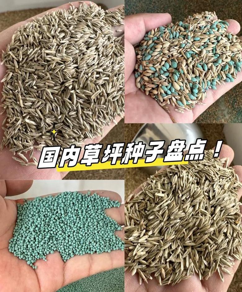 草坪种植时机与选择指南