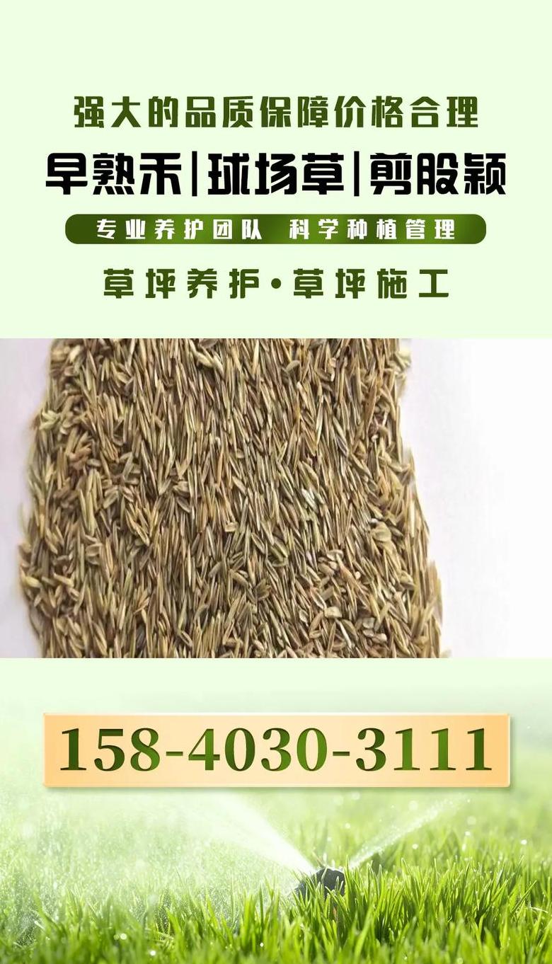 草坪草籽价格揭秘：成本与用量指南