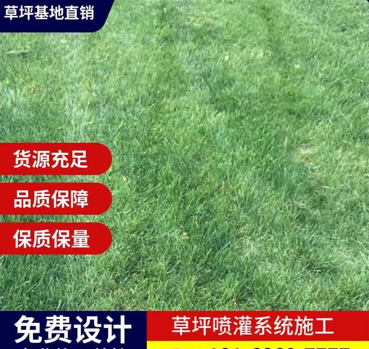 品牌草皮基地推荐：河北鹿城绿茵种植基地详解