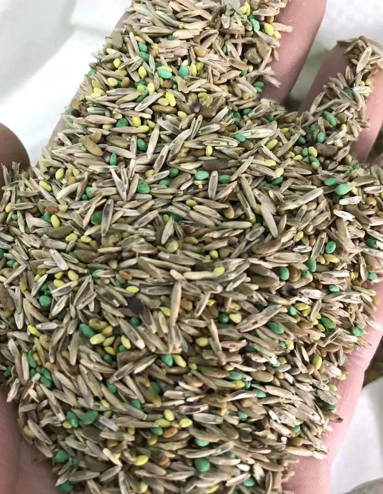 草坪种子品种介绍：常见种类及播种时间指南