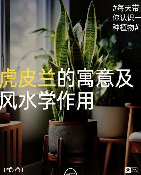 风水花盆：如何挑选旺财风水花盆
