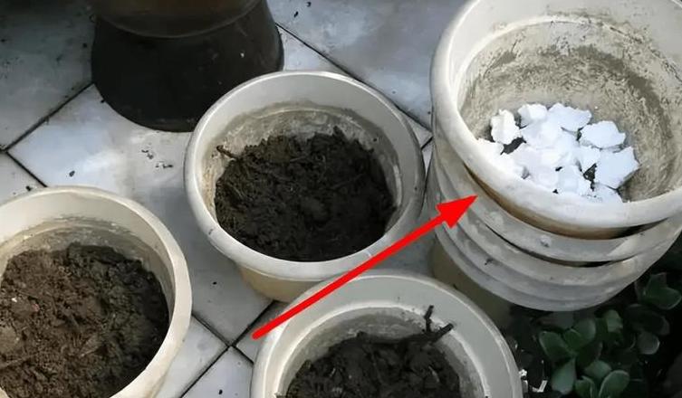 花盆底部垫泡沫：原因与利弊全解析