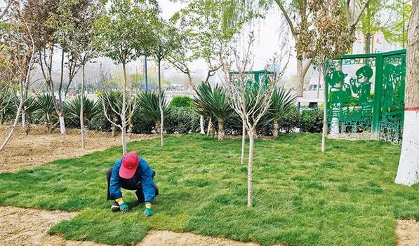 草坪种植方法全解析：春季秋季播种最佳