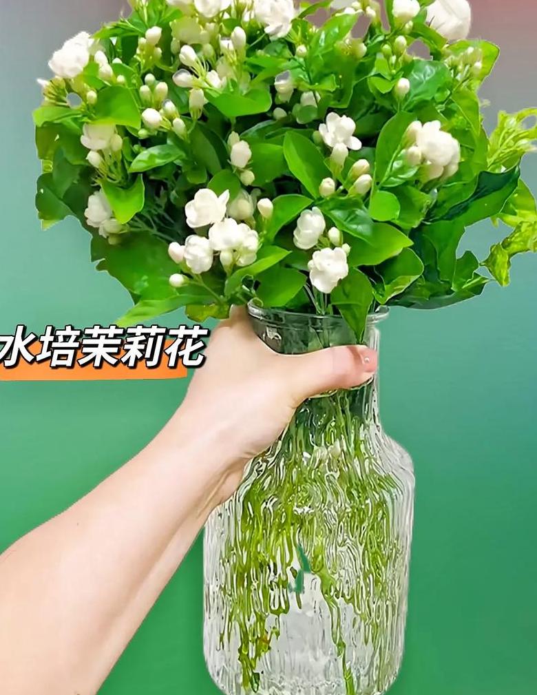 水培茉莉指南：轻松掌握茉莉水培技巧