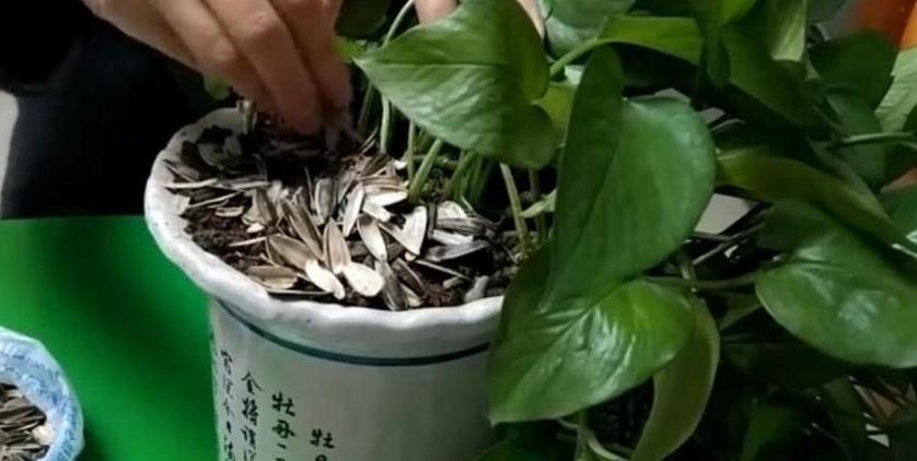 巧用瓜子壳花生壳桂圆壳，让花草生长更旺盛！
