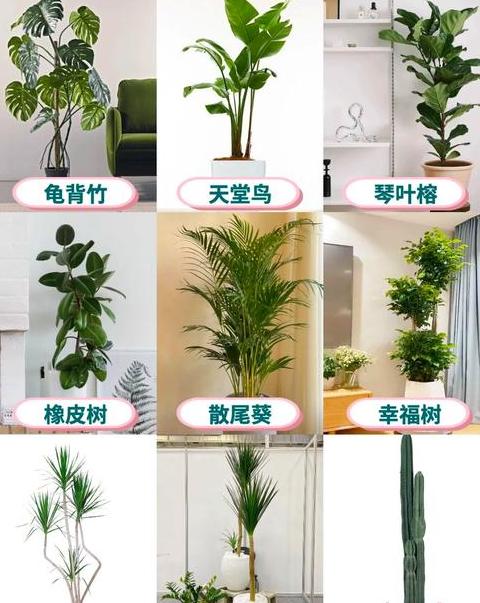 室内绿植养护指南