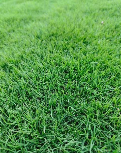 草坪与草坪草：全面解析区别与分类