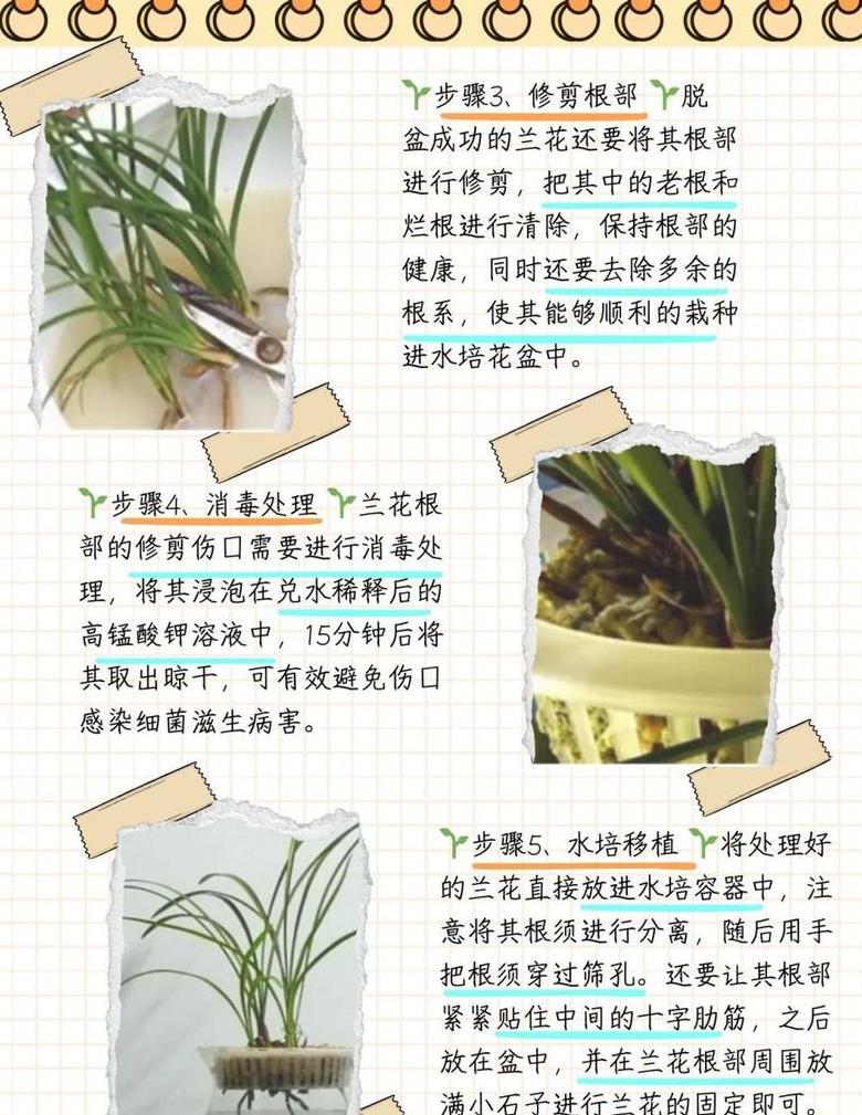 兰花水培全攻略：种植与养护要点