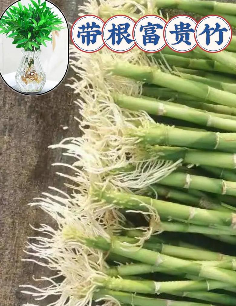 富贵竹水培方法及养护技巧
