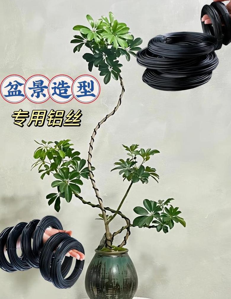盆景蟠扎养护攻略：铝线使用与拆除时机详解