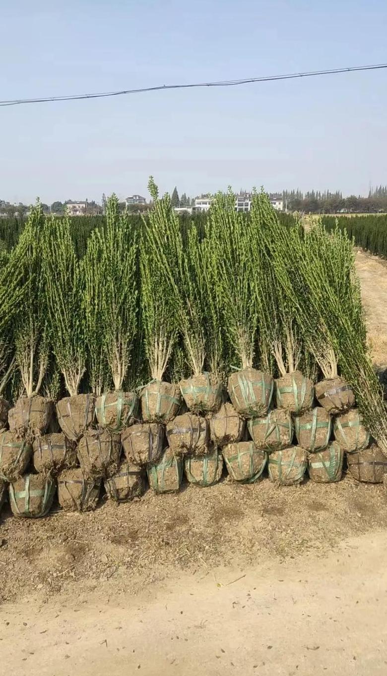 湖南冬青树苗批发基地推荐指南