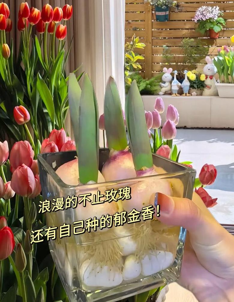 秋季花卉种植指南