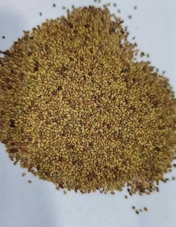草坪种子用量指南：一公斤草籽可播种多少平方米