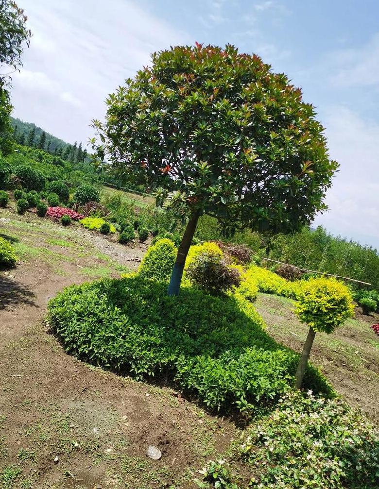北方花卉苗木基地地址指南