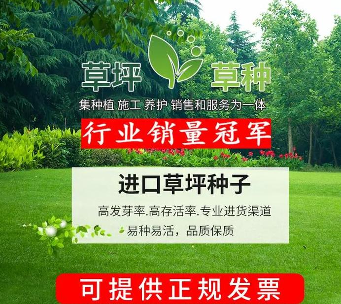 白三叶种植技巧与最佳时间