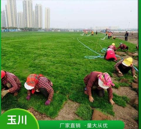花园草坪种植：草皮铺设与撒籽对比攻略
