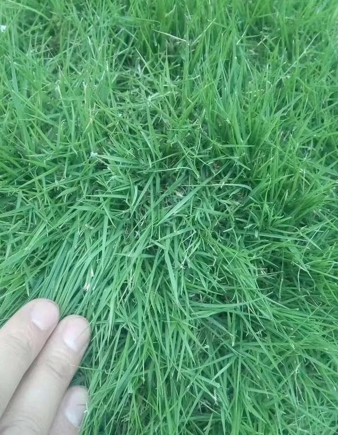 草坪草籽与草皮种植对比：优势与成本解析