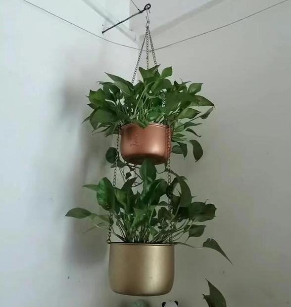 花盆破碎背后的风水寓意与选择指南