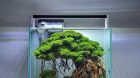 餐厅鱼缸与盆景：提升用餐体验的秘诀