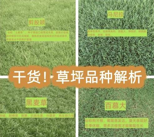 草坪草分类解析与常见品种介绍