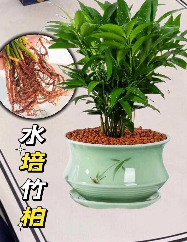 竹柏水培养护指南