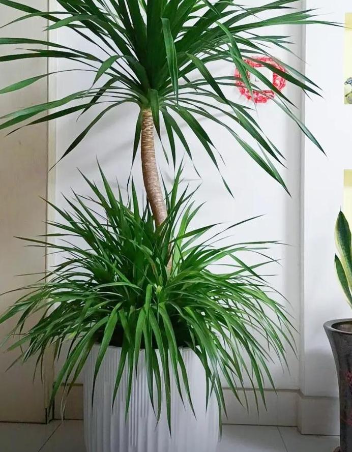 风水首选：旺财花盆颜色解析