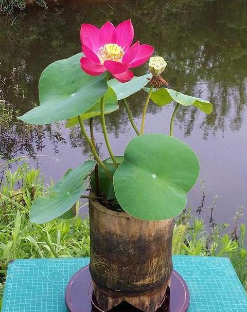 碗莲种植盆径选择指南及水养要点