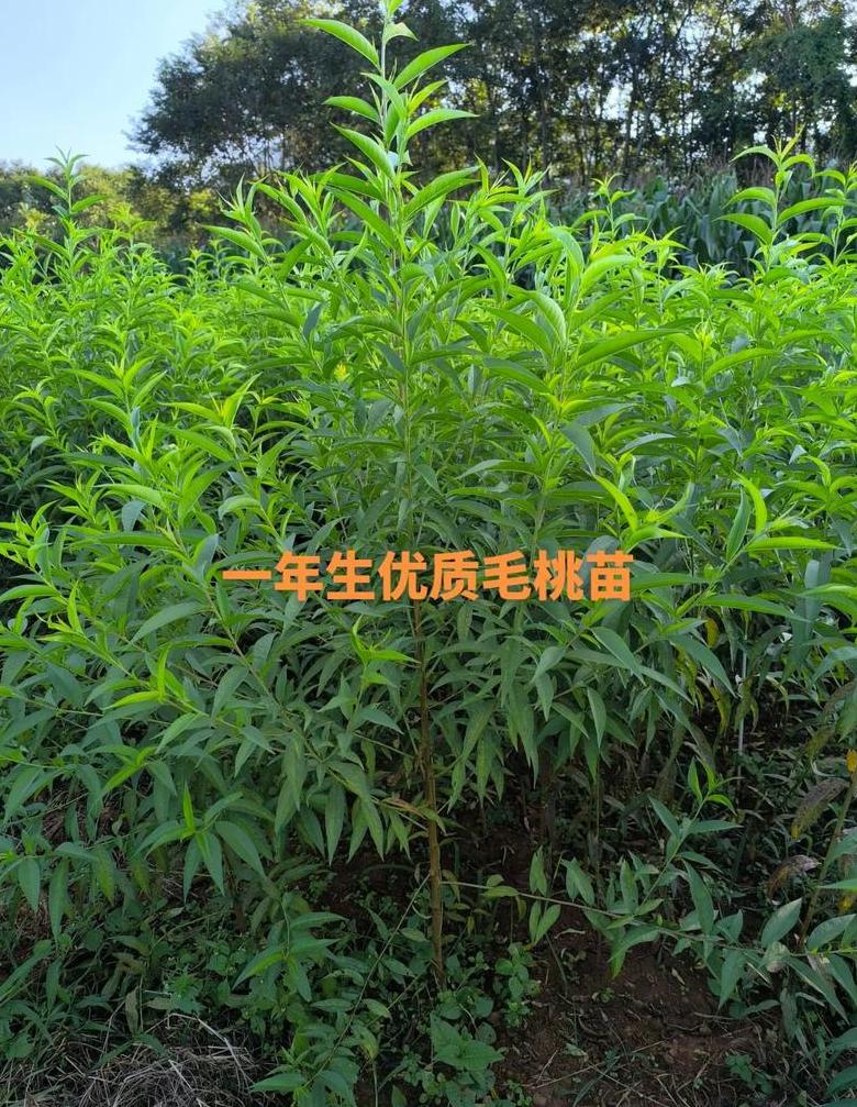 中国果树苗批发市场盘点：桔子树苗价格与种植时机，蓝莓苗木市场信息