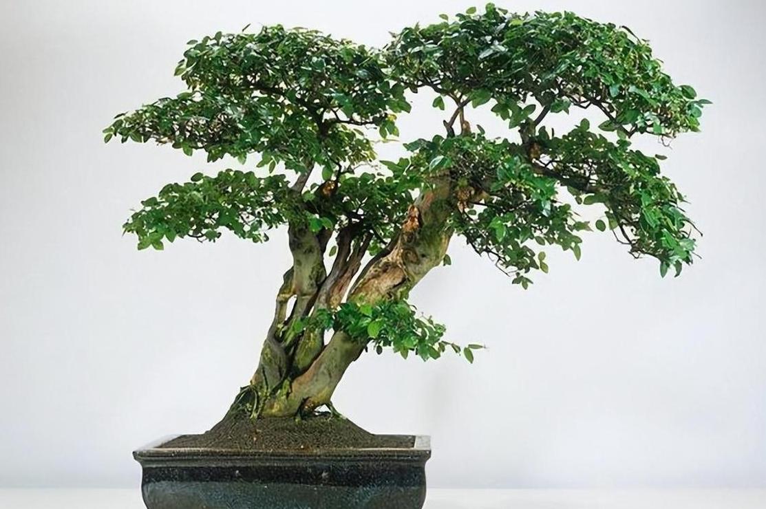 盆景七杰：揭秘七种传统名贵盆景植物