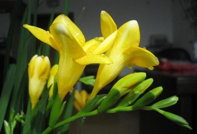 水培兰草养护技巧：让兰花在水培中茁壮成长