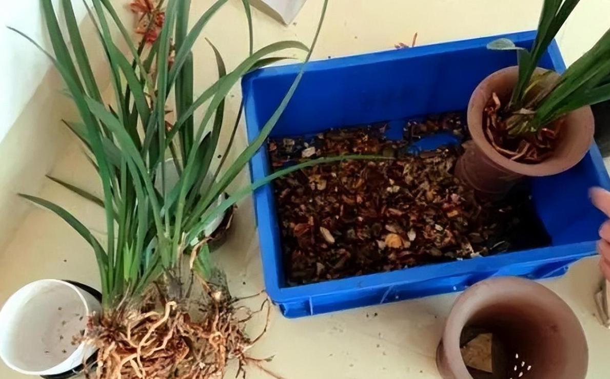 花盆底部垫材选择及排水技巧