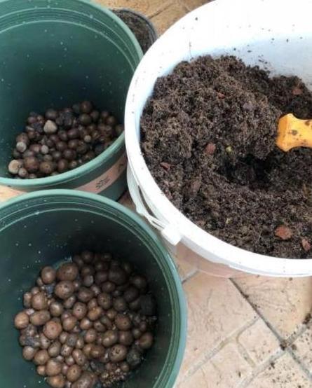 核桃皮和壳：养花肥料的正确使用方法