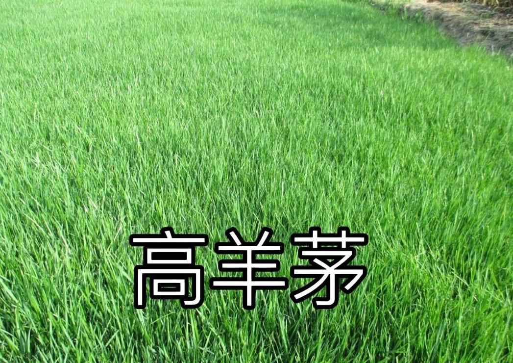 冷季型草坪草：优缺点与生长特点解析